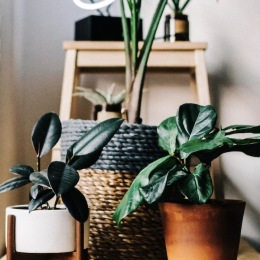 When it comes to your greenery, what kind of pots do you prefer: the mid-century modern style, the classic terra cotta pot, or the rattan baskets? 🍃  #HousePlantClub #IndoorPlants #HomeDecor Instagram post from @prestonbiltmore on December 16, 2024 00:00:00am